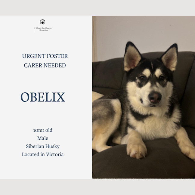 Photo of Obelix