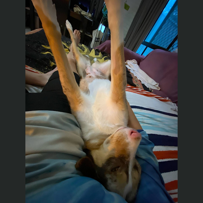 Photo of Bella