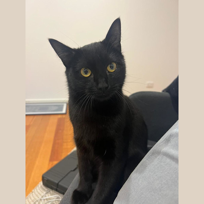 Photo of Pushpin