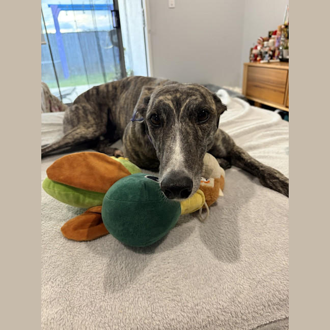 Photo of Bindi