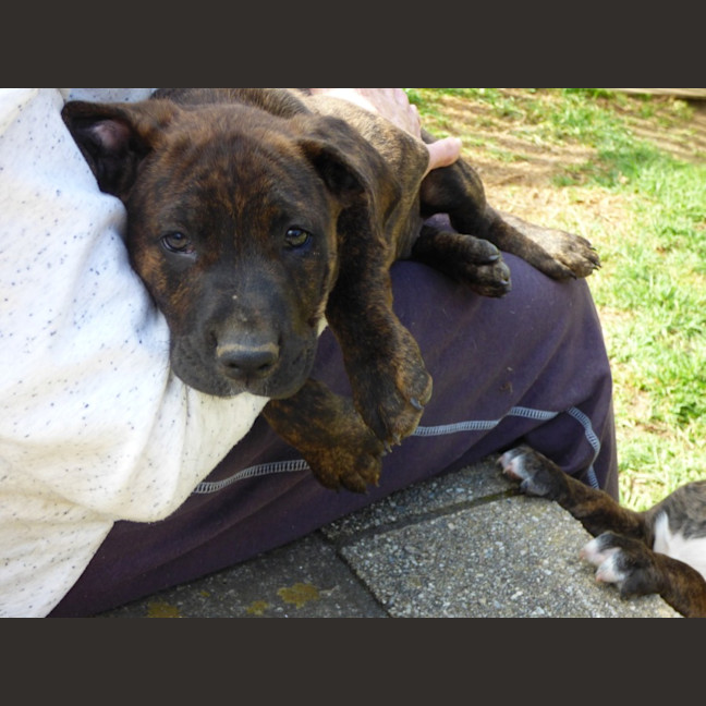 Photo of Charlie/Hank 