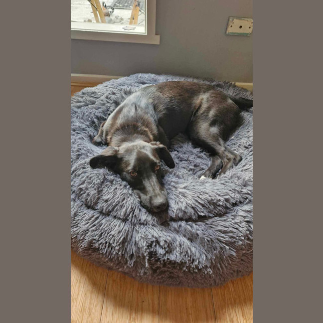 Photo of Bear