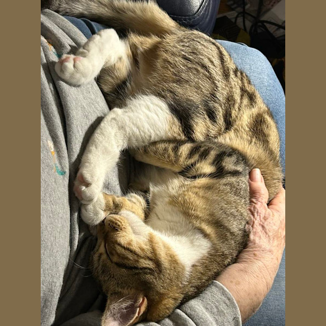 Photo of Batman   Bonded With Enchantress