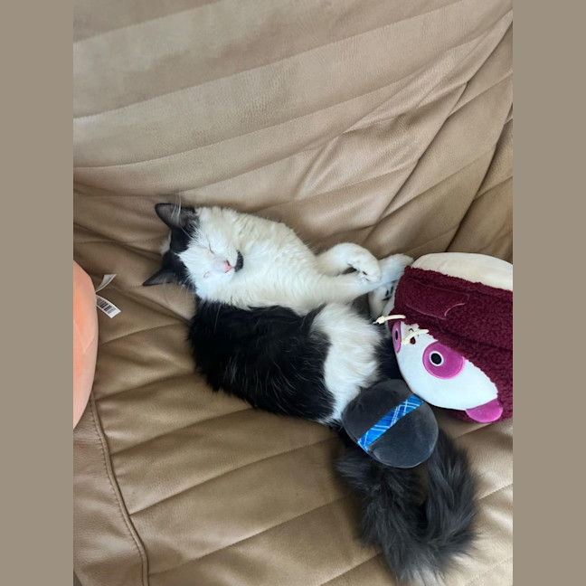 Photo of Mr Fancy Pants