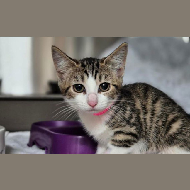 Photo of Pyria