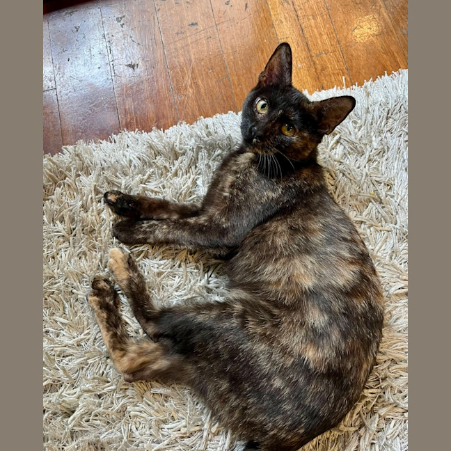 Photo of Latte
