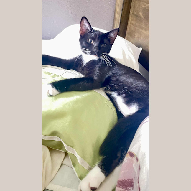 Photo of Sylvester And Frankie 