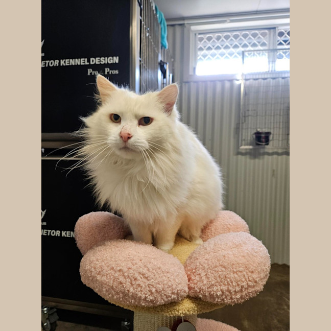 Photo of Snowball