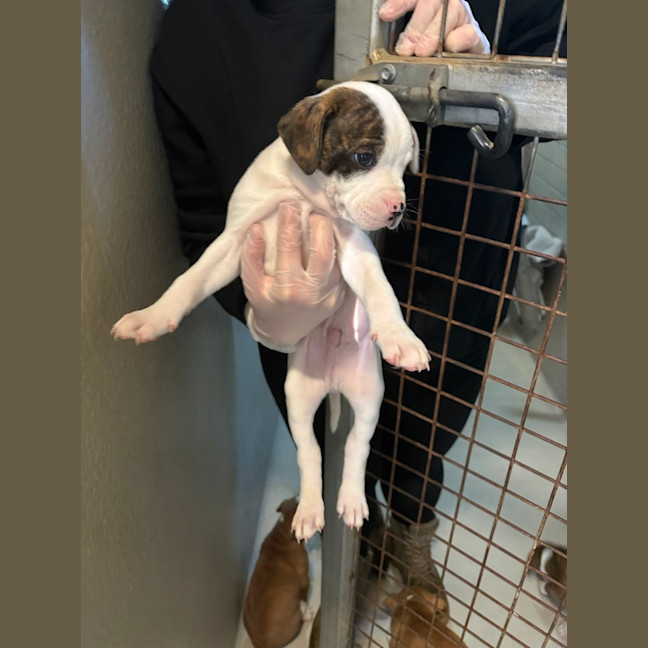 Photo of Scout