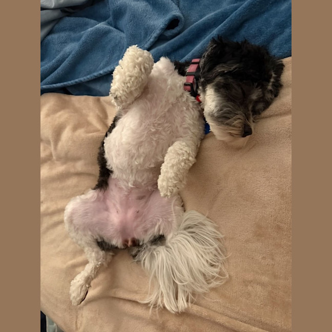 Photo of Daisy