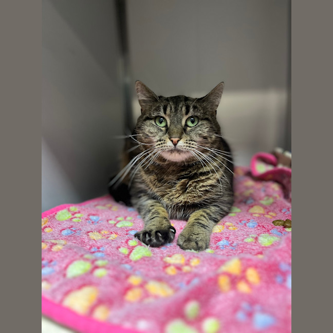 Photo of Sweet Pea