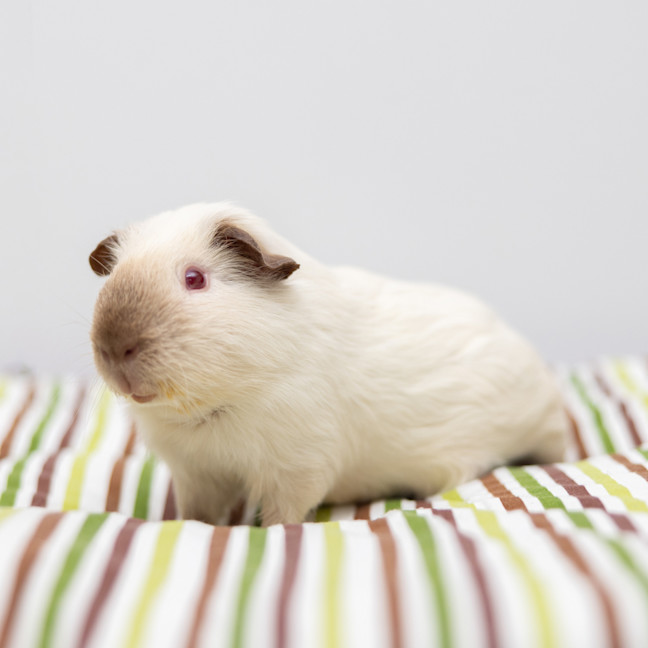 Photo of Sir Squeaks