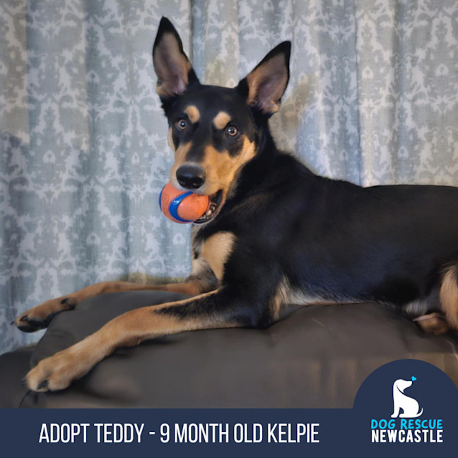 Photo of Teddy   9 Month Old Kelpie