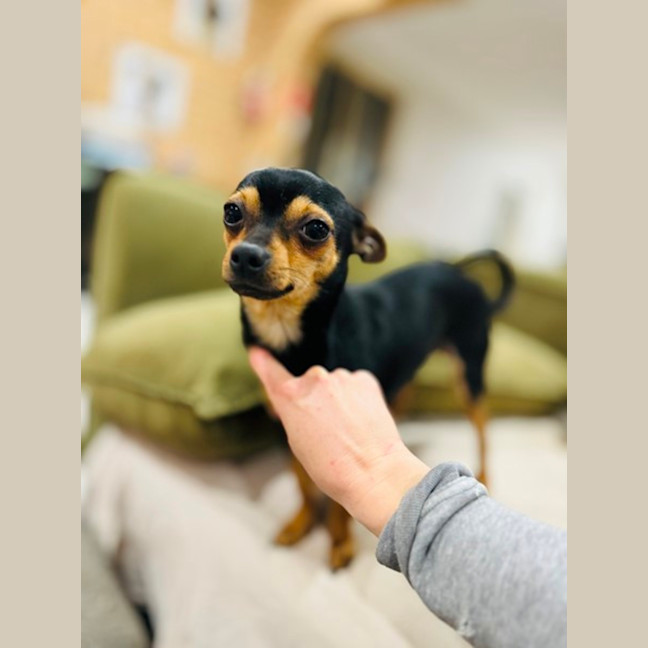 Photo of Danger Mouse 