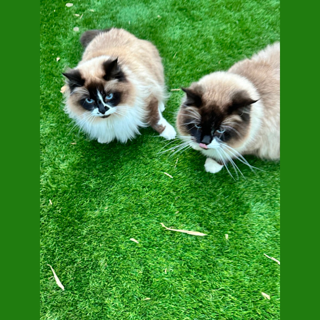 Photo of Mocha And Rosie