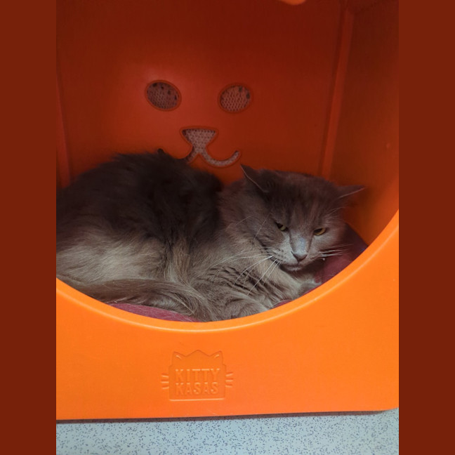Photo of Kittu