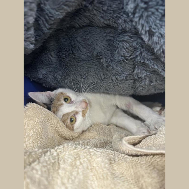 Photo of Wren