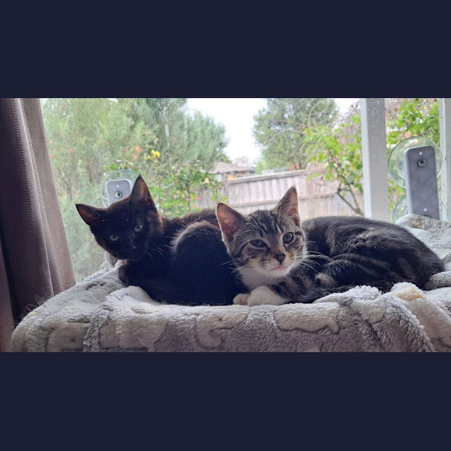Photo of Pepper