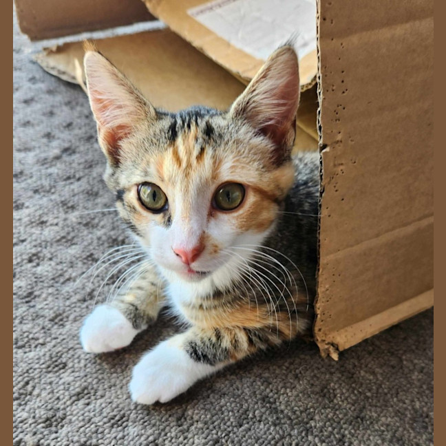 Photo of Lucy   Located In Templestowe