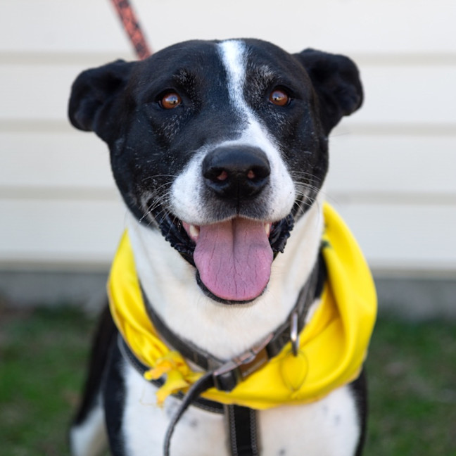 Photo of Cookie