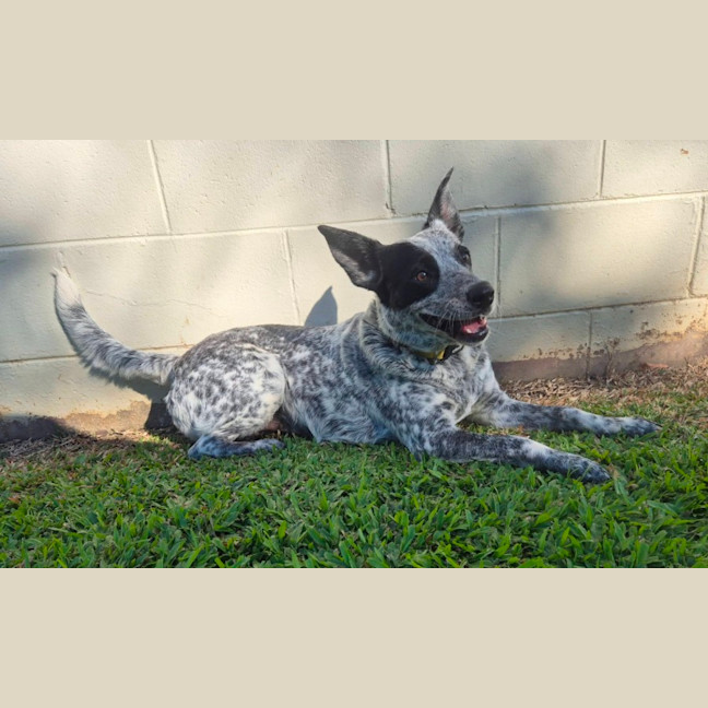 Photo of Posie
