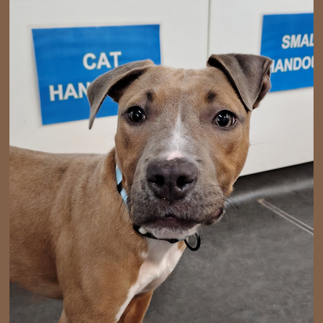 Photo of Hank