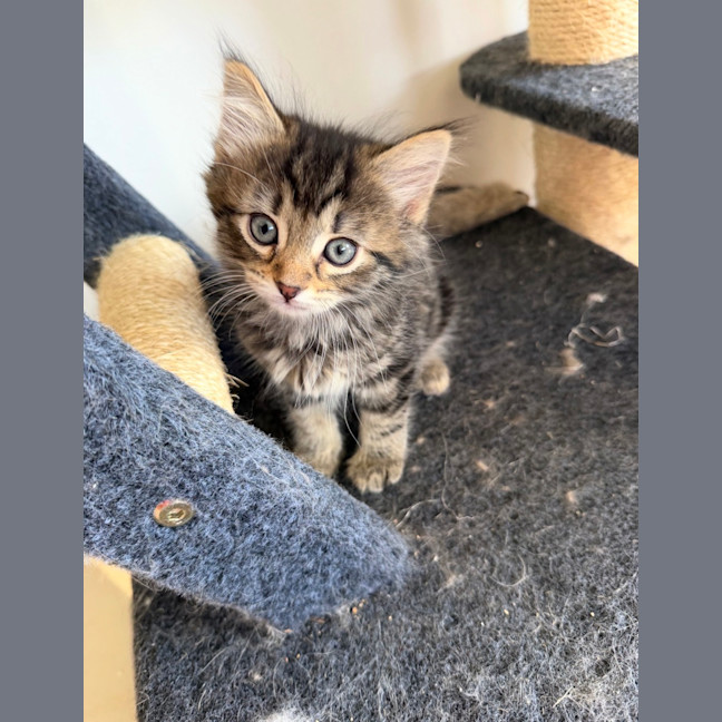 Photo of Willow