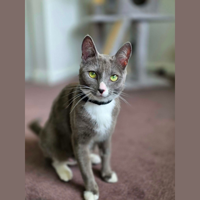 Photo of Pickle