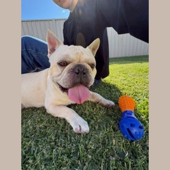 Photo of Biscuit
