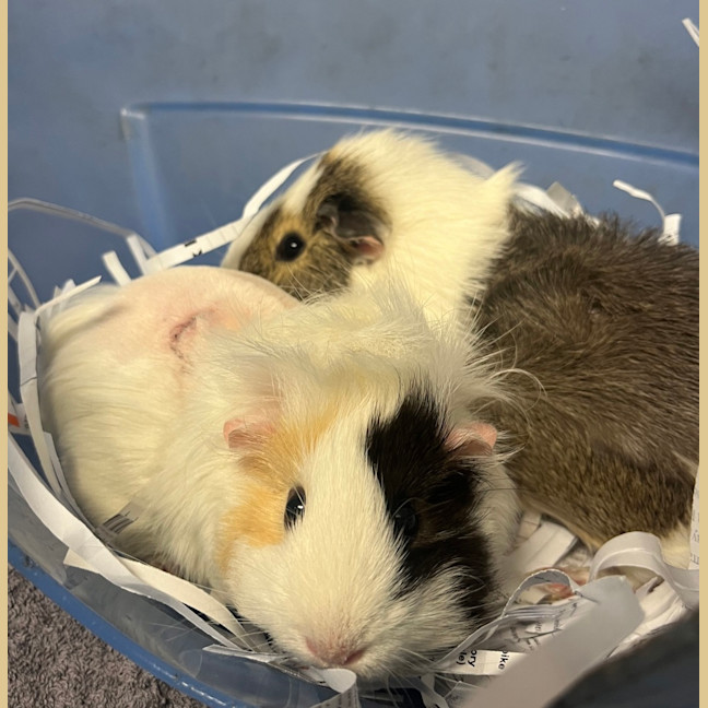 Photo of Zappo & Kopiko