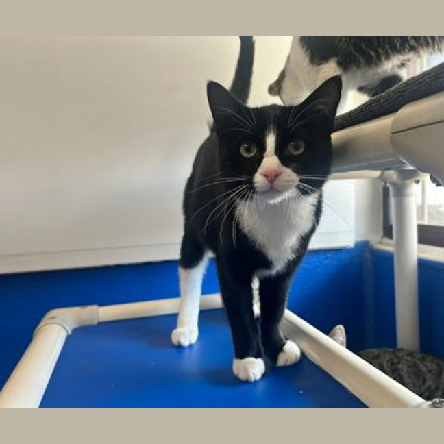 Photo of Marshmallow