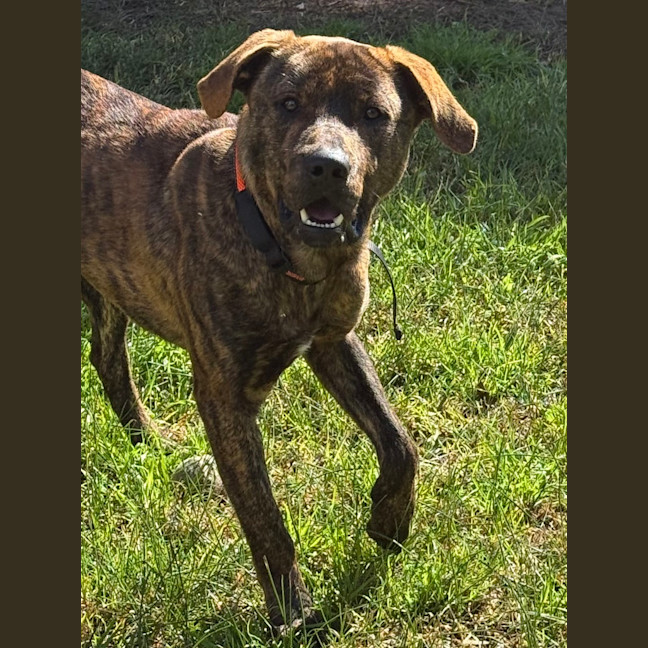 Photo of Moose