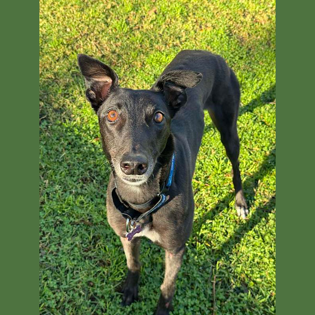 Photo of Luna