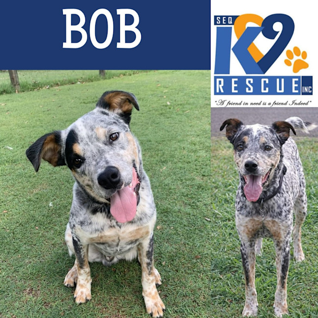 Photo of Bob