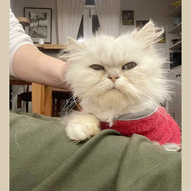 Photo of 🎩Darby🎩