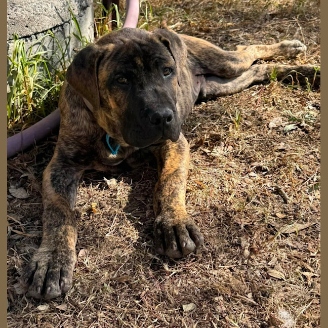 Photo of Banjo