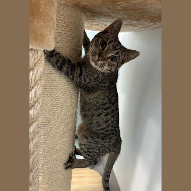 Photo of Pippin