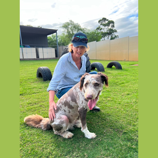 Photo of Buddy   2 Year Old Poodle X Border Collie