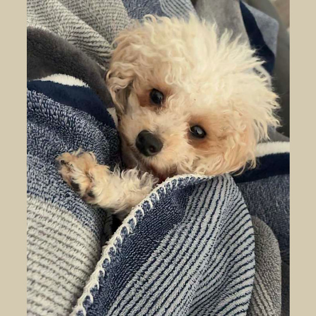 Photo of Dolly