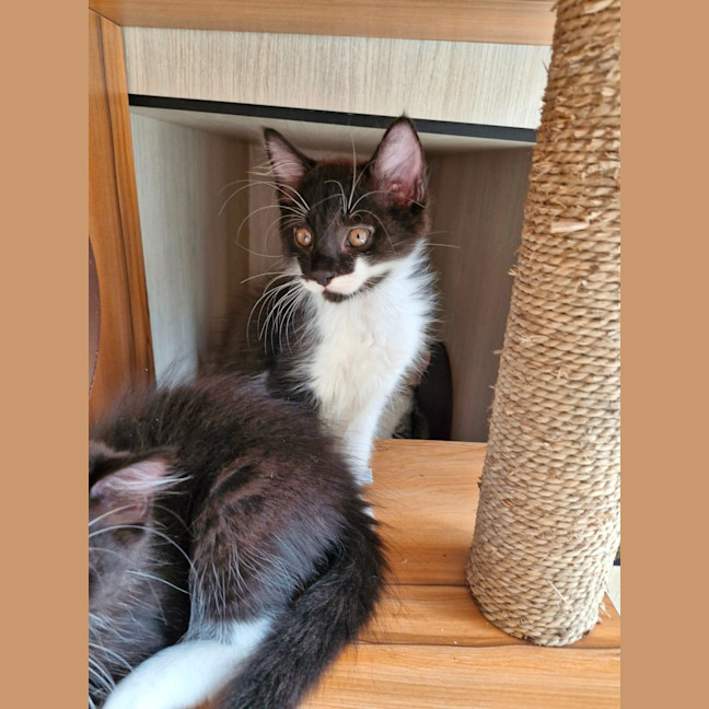 Photo of C1408 Kosmo