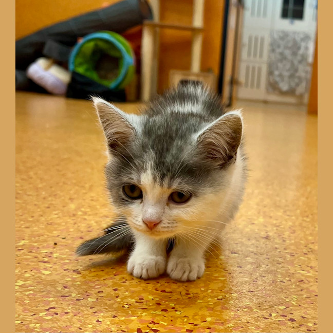 Photo of Clementine