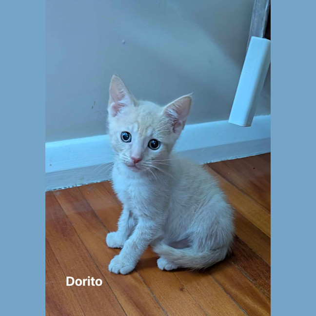 Photo of Dorito