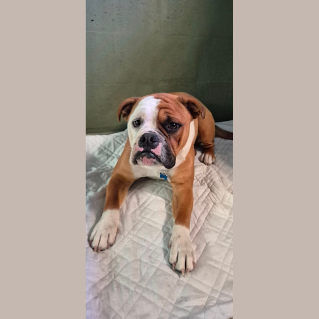 Photo of Chip (64845)
