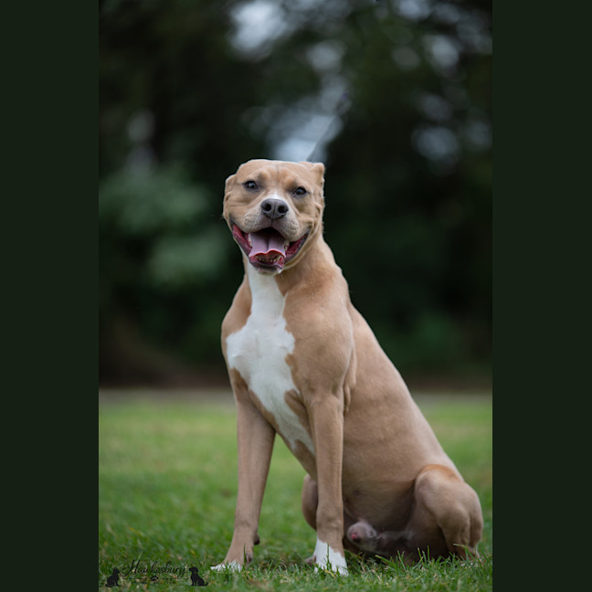 Photo of Scoob