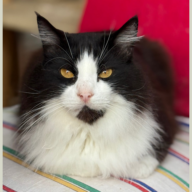 Photo of Chase Brushtail