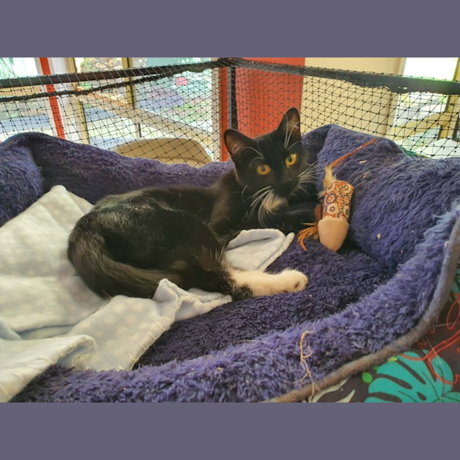 Photo of Ula ** 2nd Chance Cat Rescue **