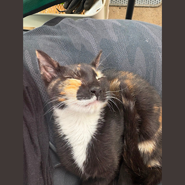 Photo of Salsa 