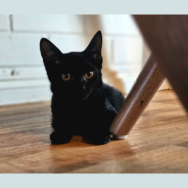 Photo of Chiko