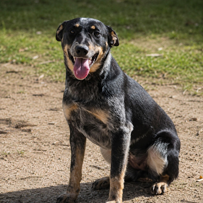 Photo of Cora