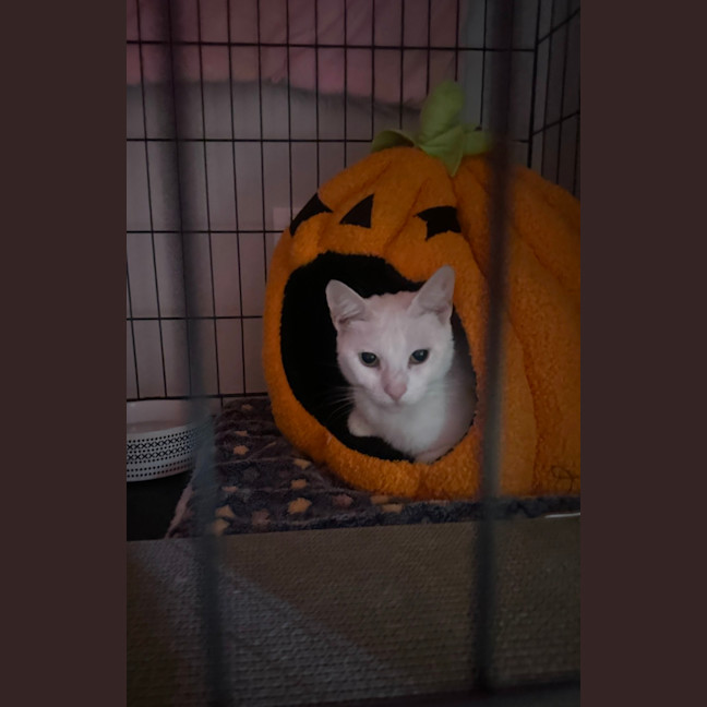 Photo of Coconut 